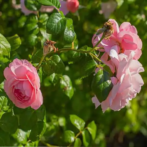 خواص برگ گل محمدی