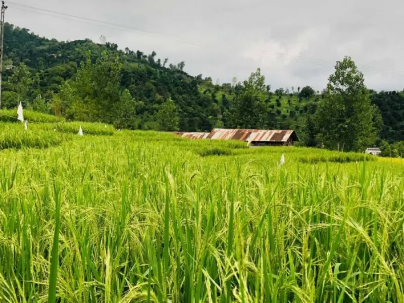 برنج هاشمی حقی گیلان اصل 5 کیلویی